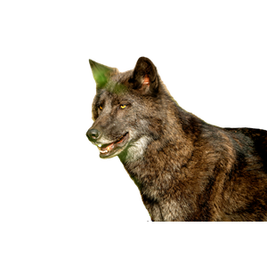 Stunning Portrait Of A Gray Wolf In Its Natural Habitat, Embodying Wilderness And Strength. 12873 - Cat PNG image with transparent background